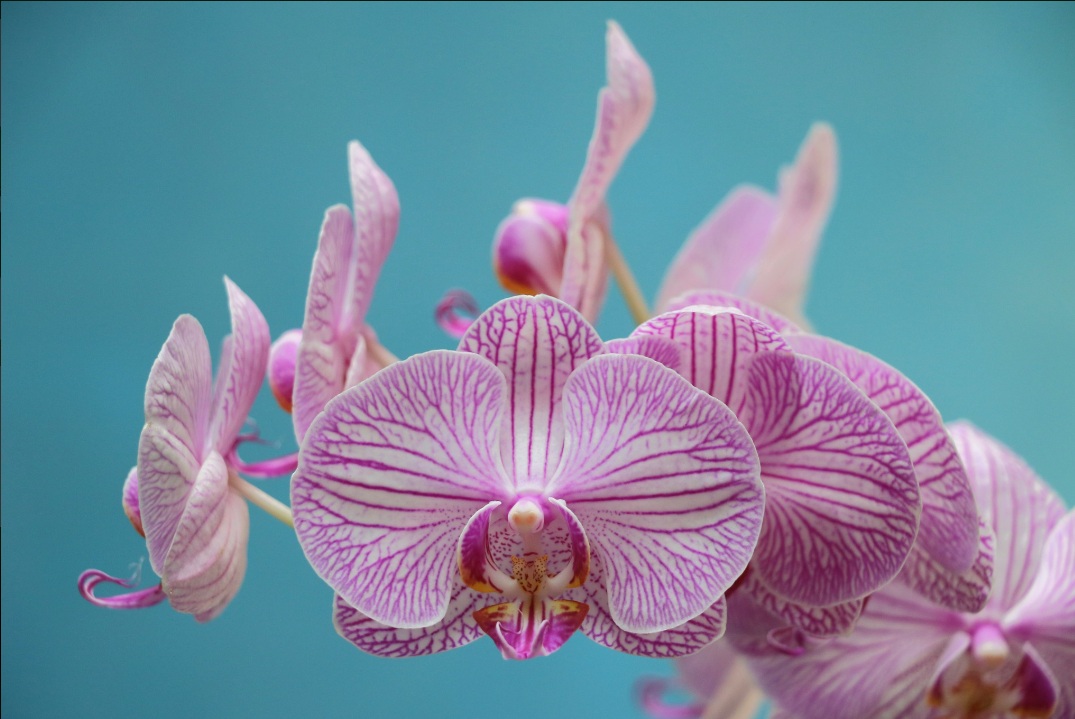 Orchid